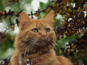 Close-up portrait of a cat