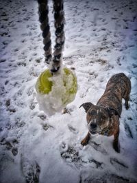 Portrait of dog playing in water