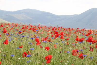 View of flowering plants on field against mountain range