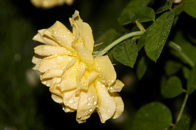 Close-up of raindrops on plant