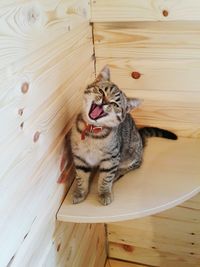 High angle view of cat yawning on hardwood floor