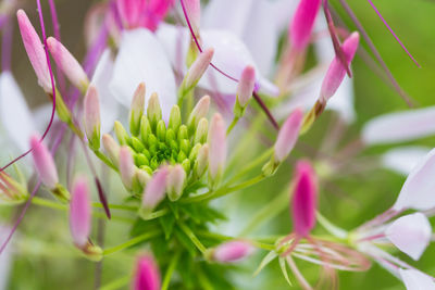 Close-up of pink flowering plant