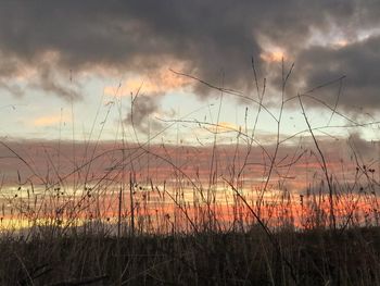 Plants growing on field against sky during sunset