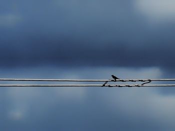 Low angle view of bird perching on cable