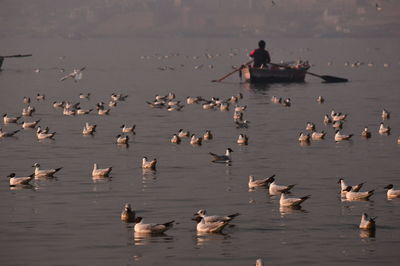 Ducks in a ganga