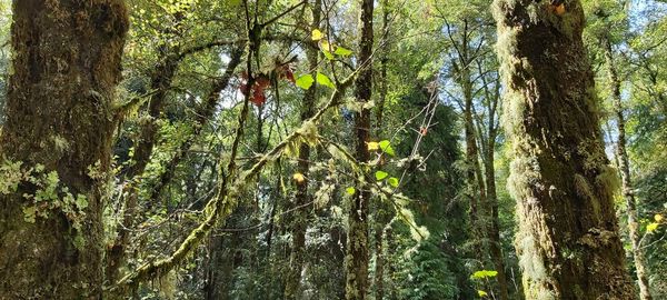 Low angle view of trees in forest