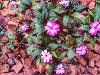 Close-up of pink flowers