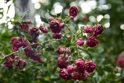 Close-up of red flowering plant