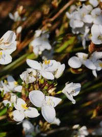 Close-up of white flowering plant