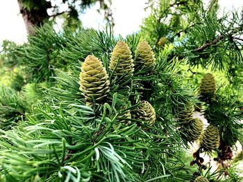 Close-up of pine cone on tree