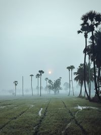 Palm trees on field against sky