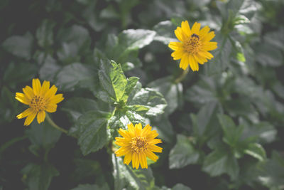 Close-up of yellow flowering plant