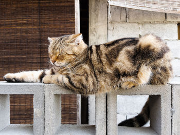 Cat lying on a brick wall