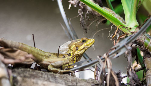 Close-up of a lizard on tree