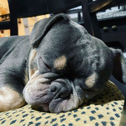 dog