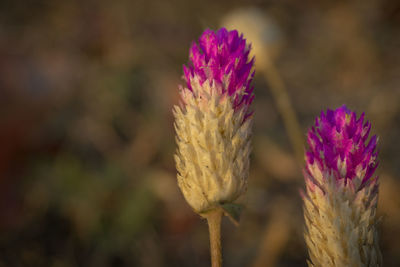 Close-up of pink thistle flower