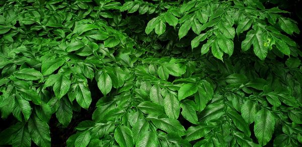 Full frame shot of fresh green leaves