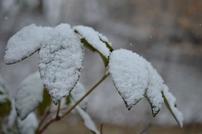 Close-up of frozen white flower