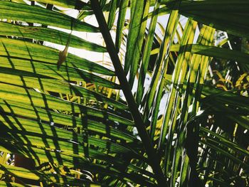 Low angle view of palm tree