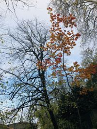 Low angle view of flowering tree against sky during autumn