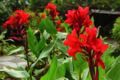 Close-up of red flowering plant