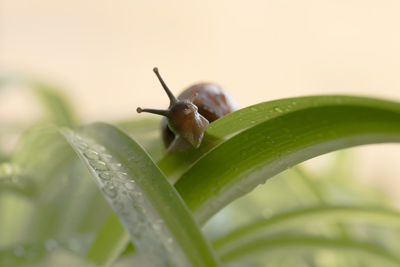 Close-up of snail on leaf