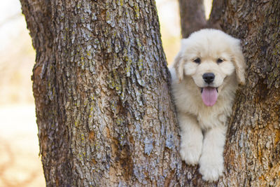Close-up of dog on tree trunk