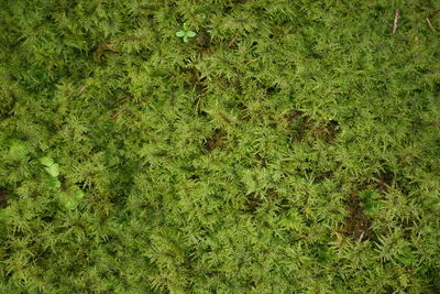 Full frame shot of grass