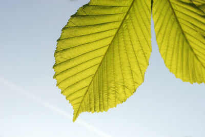 Low angle view of yellow leaves against clear sky