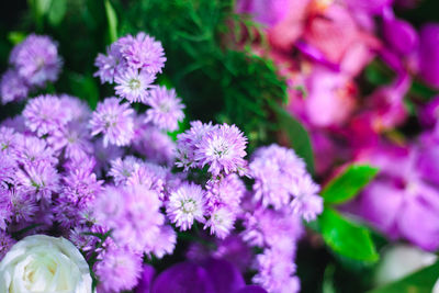 Close-up of pink flowering plants