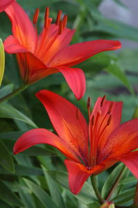 Close-up of red lily