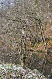 Bare trees in forest