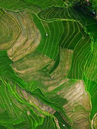 Aerial panorama of agrarian rice fields landscape like a terraced rice fields ubud bali indonesia