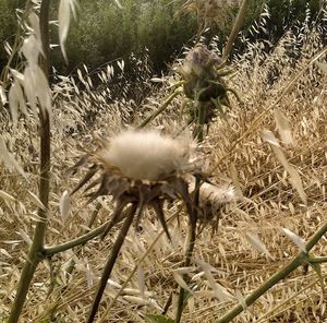 Close-up of dandelion on field