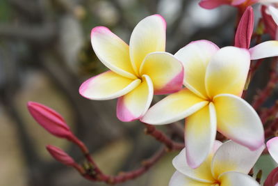 Close-up of frangipani flowers