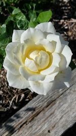 Close-up of white rose