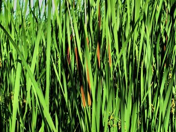 Full frame shot of bamboo plants