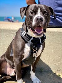 Portrait of dog on beach