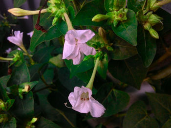 Close-up of pink flower