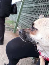 Close-up of woman with dog