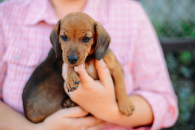 Close-up of dachshund puppy