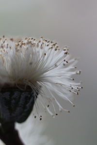 Close-up of white flower