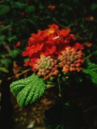 Close-up of plants growing outdoors