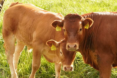 Cows on field