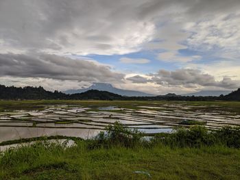 Scenic view of field against sky