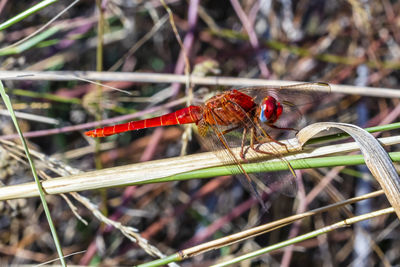 Close-up of dragonfly on twig