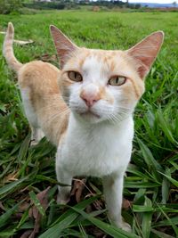 Close-up portrait of cat on field