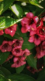 Close-up of pink flowers