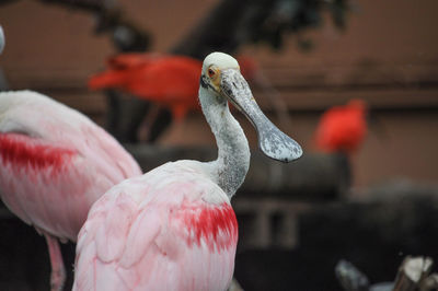 Close-up of a bird