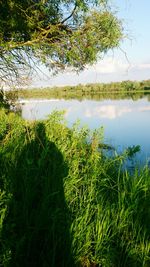 Reflection of trees in lake